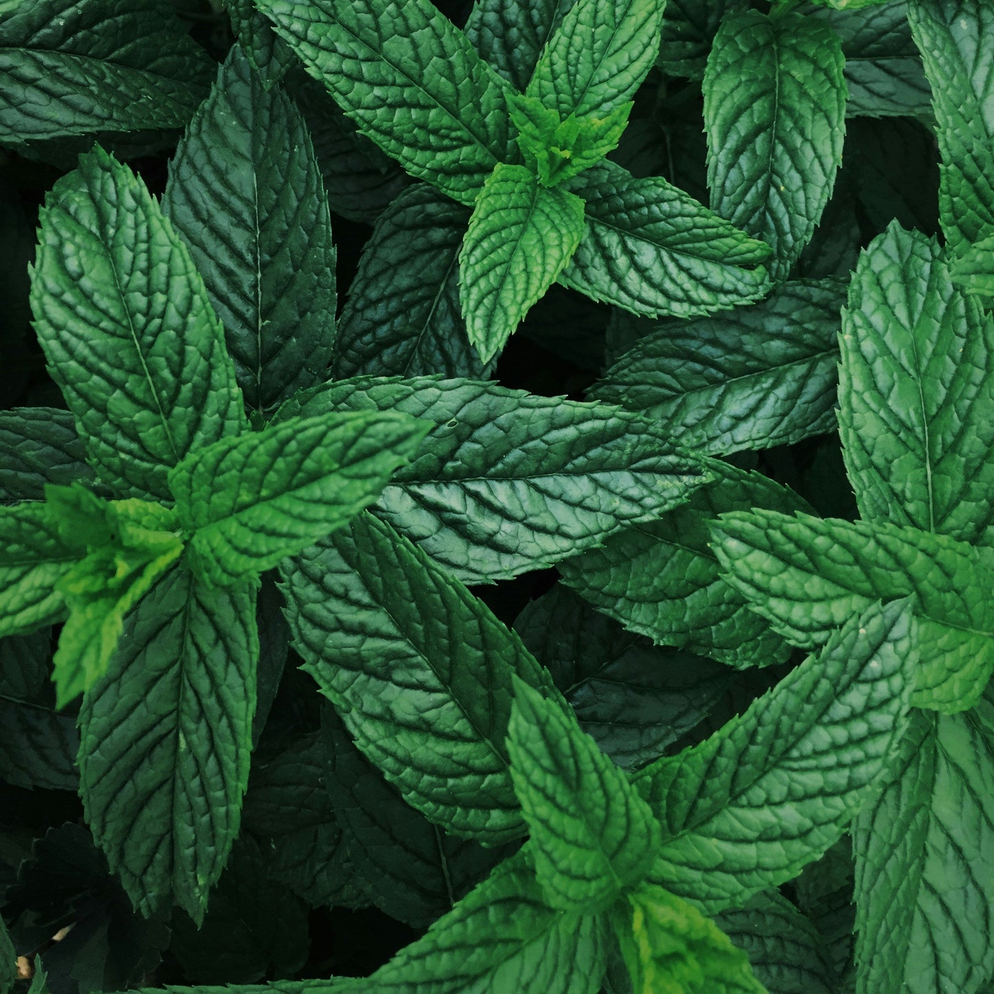 Close-up of green mint leaves