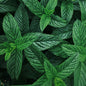 Close-up of green mint leaves